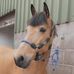 Lauren Box Showjumping - Facebook
