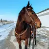 lauren.chartrand - @lauren.chartrand - TikTok