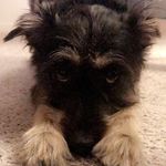 Lauren Cisneros - @buddyspalspetcare - Instagram