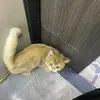 Lauren Clinton - @lauren.clinton8 - TikTok
