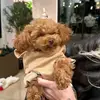 Lauren Clinton - @lauren.clinton51 - TikTok
