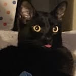 Cat Lady - @laurencoffeepotato - Instagram