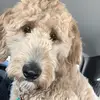Lauren Deppey - @laurencote551 - TikTok