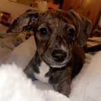 Lauren Dangar - Facebook