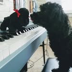 Lauren Darrell - @selah_studio_music_lessons - Instagram