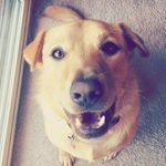 Lauren Dodge - @lauren.dodged.it - Instagram