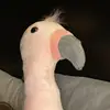 lauren - @laurendull - TikTok