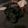 Lauren Everson - @blacklabmomma - TikTok