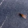 laurenfellows429 - @helpthispoor3wingedfly - TikTok