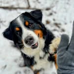 Lauren Gerdin - @bennie_the_bear_dog - Instagram