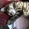 UNICORNKATTIE - @laurengrech7 - TikTok