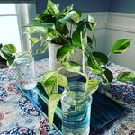 Lauren Nicole Groth - @plant_life_vibes - Instagram