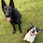 Lauren Hoyle - @pawfectbehaviour - Instagram