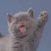 Laurenntjee - @laurentjeeee_hierrrr - TikTok