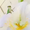lauren kam - @laurenkam2 - TikTok
