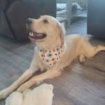 Lauren Kittrell - @tullamoretherapydog - Instagram