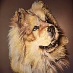 Nicky Lauren Lander Heylen - @stella_the_chowie - Instagram