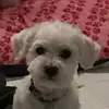 L - @lauren.meeeee - TikTok