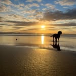🐶 Lauren 🐶 - @lauren.pascoe8 - Instagram