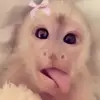 ️ - @laurenpickett2025 - TikTok