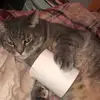 Not my real Account - @laurenpickle - TikTok