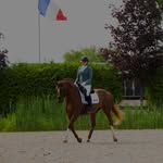 Lauren Pinelli - @laurenpinellidressage - Instagram