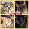 ❤️The Cat Crew💙 - @laurenpool1 - TikTok