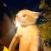 larn - @laurenerandolph - TikTok