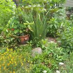 Lauren Rayner - @sustainablegrowingsolutions9 - Instagram