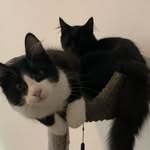 Lauren Ruffner - @snowpawlmeowner - Instagram