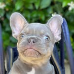 Tony, Lauren, Sherlock & Nola - @sherlock_homme_the_frenchie - Instagram