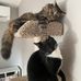 Lauren Somerville - Facebook