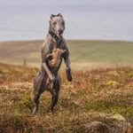 Hakki Laurenson - @laurensonhakki - Instagram