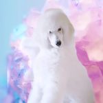 Lauren Sood - @highlands_poodles - Instagram