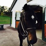 Lauren.Stackpole_eq - @lauren.stackpole_eq - Instagram