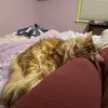 Lauren Steckler - @lauren.steckler - TikTok