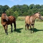 Lauren Steiner - @ls.barrelhorses - Instagram
