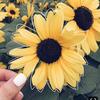 🌻Sunflower🌻 - @lauren_stultz435 - TikTok