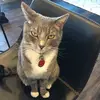 Lauren Tyner Moore - @ilovecatsandicannotlie - TikTok