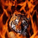 Lauren Wikoff-butler - Facebook