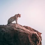 Animal Wisdom - @animalwisdom.lauren - Instagram