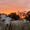 Frugal5acres - @laurenwoolley8 - TikTok