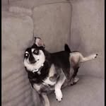 Laurence Boone - @mr_beast.mr_beast - Instagram