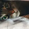 Laurence Brayer - @laurence.brayer - TikTok