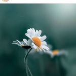 Laurence Martinez - @aurythmedessaisons - Instagram