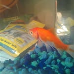 Laurence Otis Todd Hilton VI - @fishlaurencethe - Instagram
