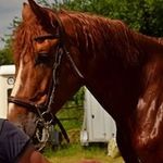 Laurence Petit - @desdoues - Instagram