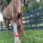 Lawrence Schultz - @sikipif533 - Instagram