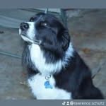 Lawrence Schultz - @lawrenceschultz599 - Instagram