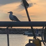 Laurent Cesari - @laurent.cesari.7359 - Instagram